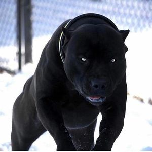 Meet your Posher, George